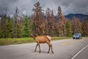 207 Jasper NP, wapiti hert